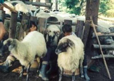 Imagini pentru educatie pe valea pogoniciului"