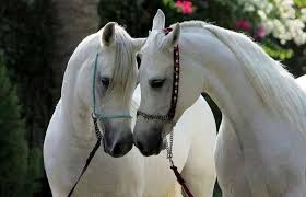 Imagini pentru educatie pe valea pogoniciului"